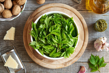 Fresh goutweed leaves with oil, walnuts, parmesan cheese and garlic - ingredients for pesto