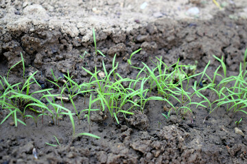 A row of young green dill grown in the ground.