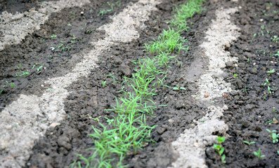 A row of young green dill grown in the ground.