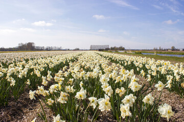narcissus field in the Netherlands