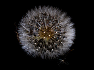 Close-up shot of a dandelion with seeds ready to fly carried by the wind on a black background