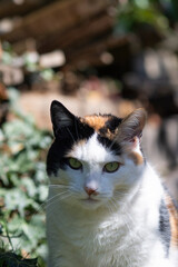 Sitzende dreifarbige Katze im Garten