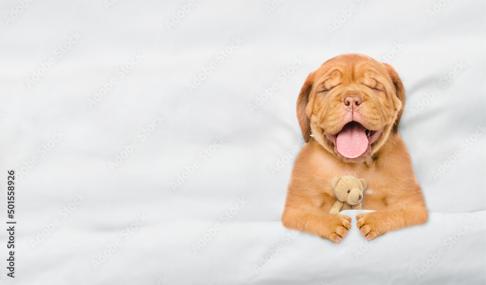 Poster Cozy Mastiff puppy sleeps under white blanket on a bed at home and hugs favorite toy bear before bedtime. Top down view. Empty space for text