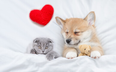 Sleepy cozy Pembroke Welsh corgi puppy hugs favorite toy bear near tiny kitten under white warm...
