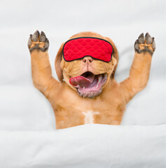 Funny Mastiff puppy wearing sleeping mask sleeps under white blanket on a bed at home. Top down view