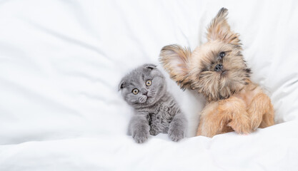 Funny Brussels Griffon puppy lying with young kitten under white warm blanket on a bed at home. Top...