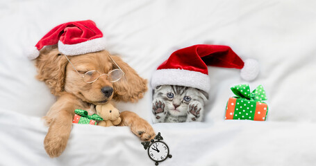 English Cocker spaniel puppy sleeps with funny tiny kitten. Pets wearing santa hats sleep together on a bed at home. Top down view. Puppy holds gift box, toy bear and alarm clock