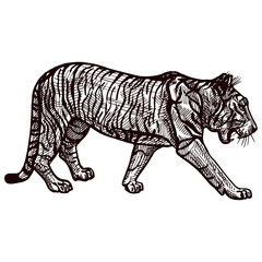 Engraved Tiger sneak in isolated white background. Vintage wild animals in hand drawn style.