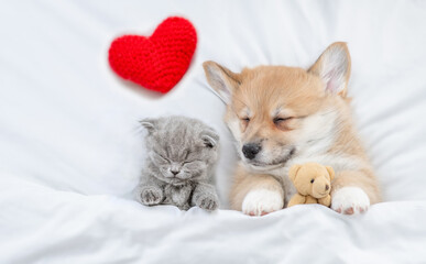 Funny Brussels Griffon puppy and  young kitten lying with red heart under white warm blanket on a...