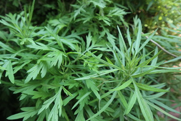 bloom of special green leaves design for green plant background in summer