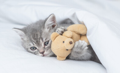 Cozy tiny kitten hugs favorite toy bear under warm white blanket on a bed at home