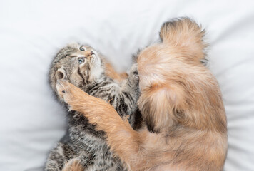 Playful Brussels Griffon puppy hugs tiny tabby fold kitten under white warm blanket on a bed at...
