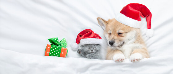 Cute kitten and Corgi puppy wearing santa hats sleep together  under a white blanket on a bed at home. Top down view. Empty space for text