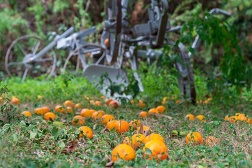 Fallen oranges covering on ground with agricultural machine. selective focus