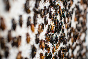 House cricket (Acheta domestica) on the wal