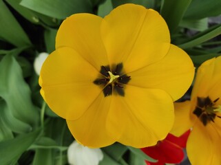 yellow tulip flower
