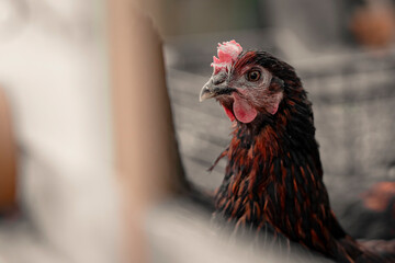 Red brown farm chickens looking curiously at camera behind fences