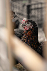 Red brown farm chickens looking curiously at camera behind fences