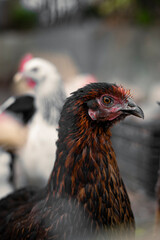 Red brown farm chickens looking curiously at camera behind fences