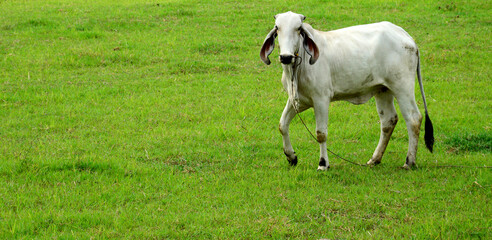 Naklejka na ściany i meble A white cow in a green field was walking and looking over here. Copy space for the concept of the Department of Livestock Development
