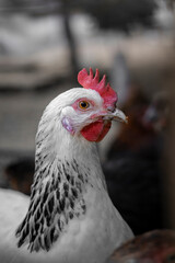 White farm chickens looking curiously at camera