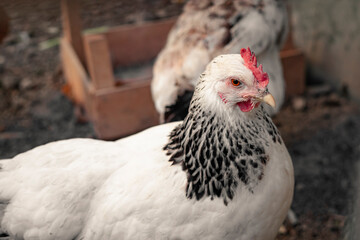 White farm chickens looking curiously at camera