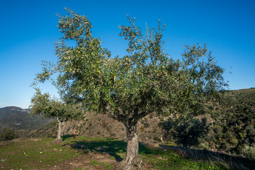 Fototapeta na wymiar Olive tree at the Alto da Sapinha's Lookout.(Miradouro do Alto da Sapinha)