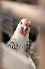 White farm chickens looking curiously at camera