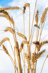Ears of wheat, and the sky in the background. Price, shortage and cultivation of wheat
