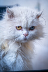 Naklejka na ściany i meble A beautiful white cat with dichromatic eyes (one blue one yellow)
