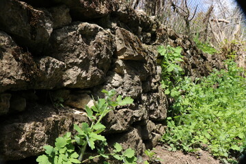 Stones overgrown with grass. Old hedge with weeds
