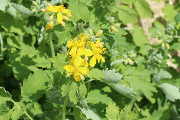 Yellow first narcissus. Spring flower. Sunny day