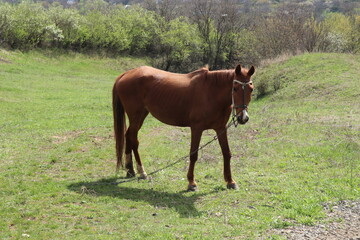 A red horse grazing on a green meadow on a sunny spring day. Artiodactyl animal