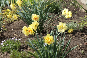 Yellow first narcissus. Spring flower. Sunny day