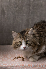 beautiful long-haired cat with a white chest, big green eyes and a pink nose. looks at the camera sits near the feed. close-up