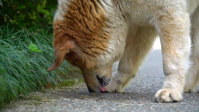 Dry food for street dogs. The dog eats on the pavement. A treat for a healthy dog. Feed the yard dogs. Eats on the street. Hungry abandoned dog. Animal help and shelter concept.