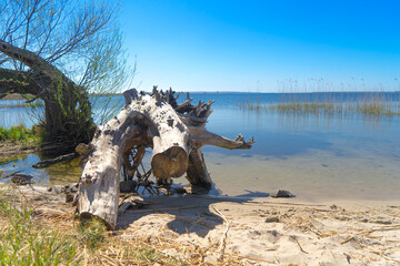 korzeń drzewa na plaży nad jeziorem z widokiem na wodę - obrazy, fototapety, plakaty