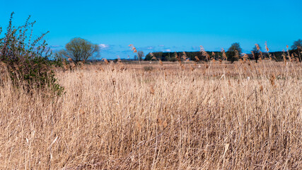 trawy rosna na łące i polu © Yarek