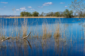 Fototapeta krajobraz jeziora rosną trzciny i trawy widok na jezioro obraz