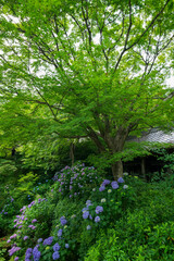 初夏の木々の緑