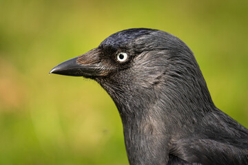portrait of raven