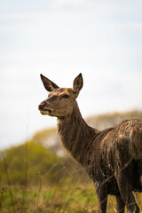 deer in a field