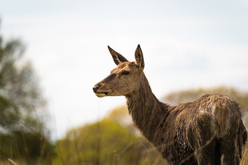 deer in the field