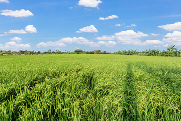 Rice field and blue sky clouds background, Thailand.