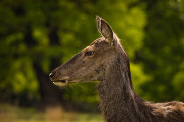 portrait of a deer
