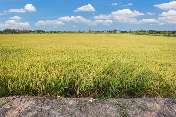 Rice field and blue sky clouds background, Thailand.