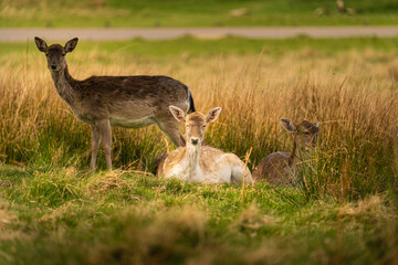 deer in the woods