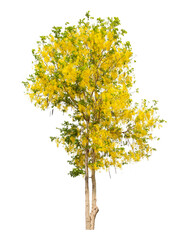 Fototapeta premium Cassia fistula tree or Golden shower National tree of Thailand and isolated on white background.