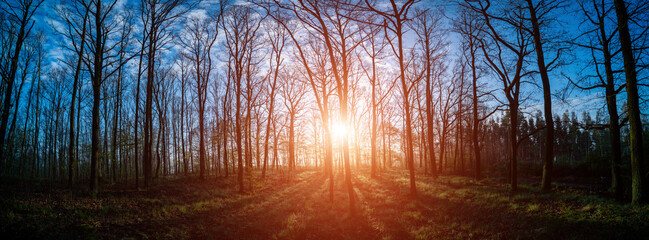 early morning in the spring forest the rising sun shines through the tree trunks
