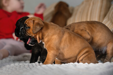 little german boxer puppies play at home on the couch